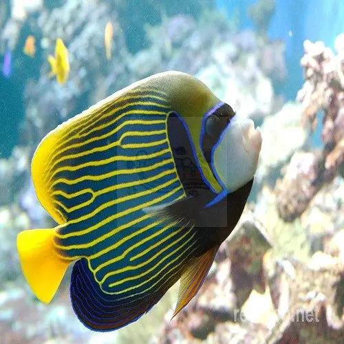 Angelfish