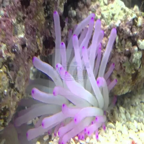 The Ultimate Guide to Caribbean Anemone Care in Aquariums