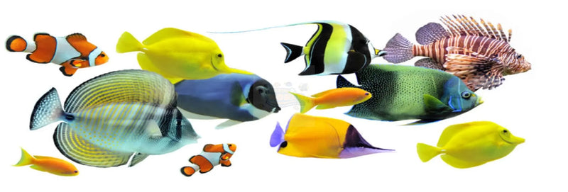 best marine fish for beginners