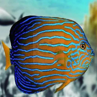 Buying Angelfish