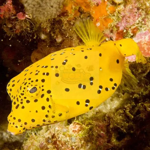 Boxfish