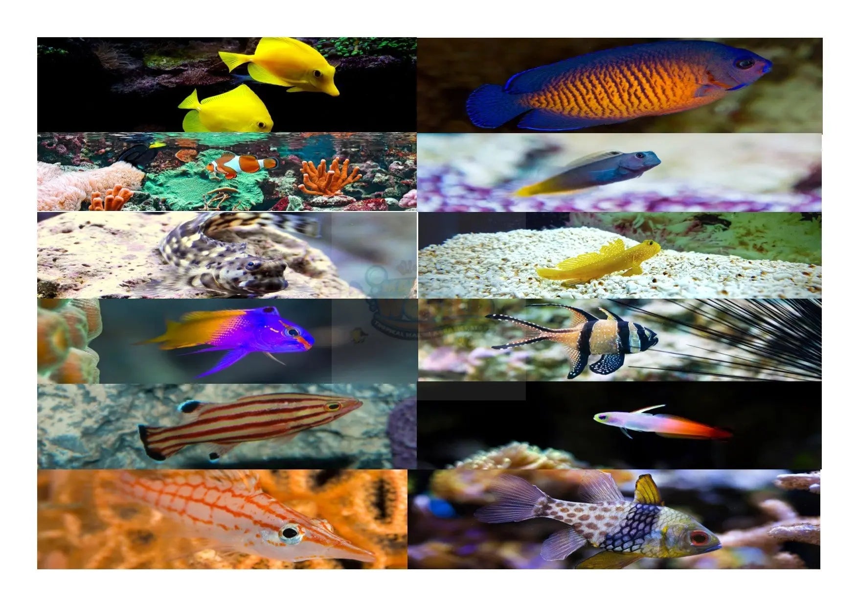 Best place to buy saltwater fish best sale