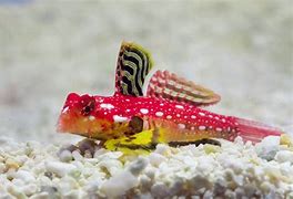 Blenny Care Essential Tips for Your Saltwater Aquarium Marine World Aquatics