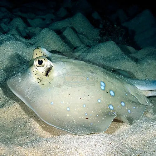 Blue Spotted Stingray