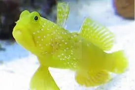 Goby Fish