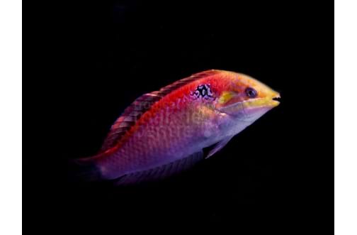 Vivians Wrasse   (Macropharyngodon vivienae)