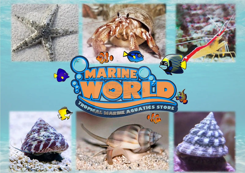 10 Turbo Snails, 10 Nassarius Snails, 10 Hermit Crabs, 10 Banded Trochus Snails, 1 Cleaner Shrimp, 1 Sand- Sifting Starfish - Marine World Aquatics