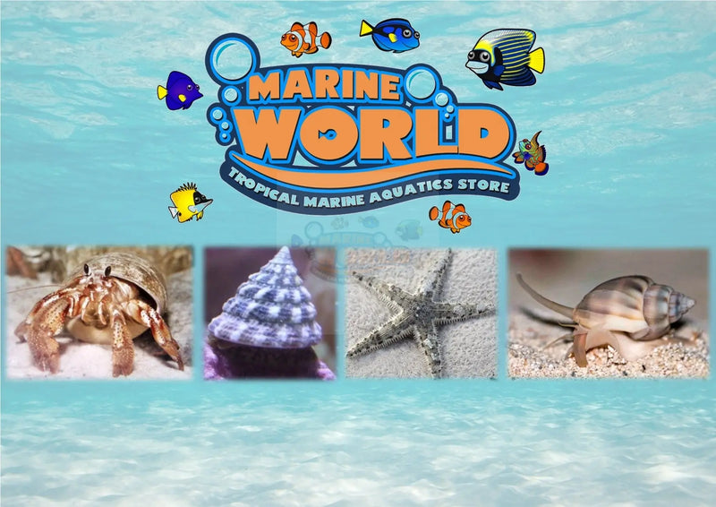 5 Turbo Snails, 10 Hermit Crabs, 5 Nassarius Snails, 1 Sand-Sifting Starfish - Marine World Aquatics