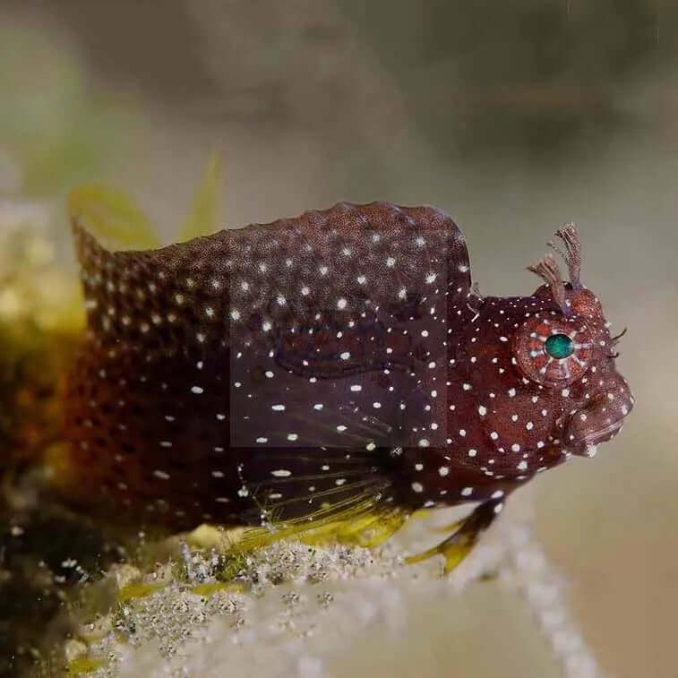 Algae Blenny - Jewel  (Salarias ramosus) - Marine World Aquatics