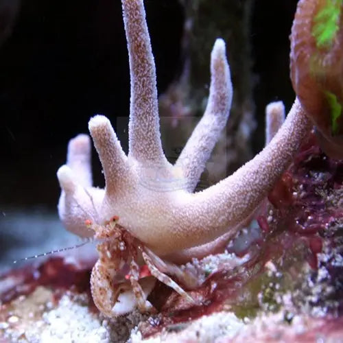 Antler Crab (Manucomplanus varians) - Marine World Aquatics