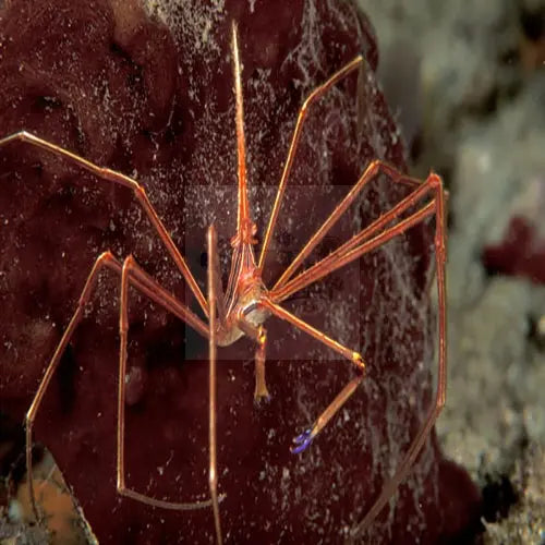 Arrowhead Crab (Stenorhynchus seticornis) - Marine World Aquatics