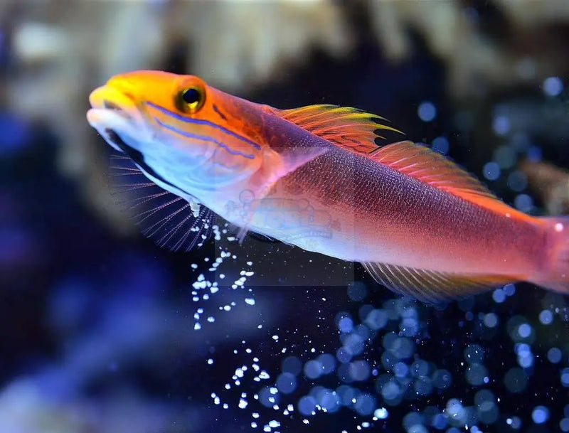 Bella Goby (Valenciennea bella) - Marine World Aquatics