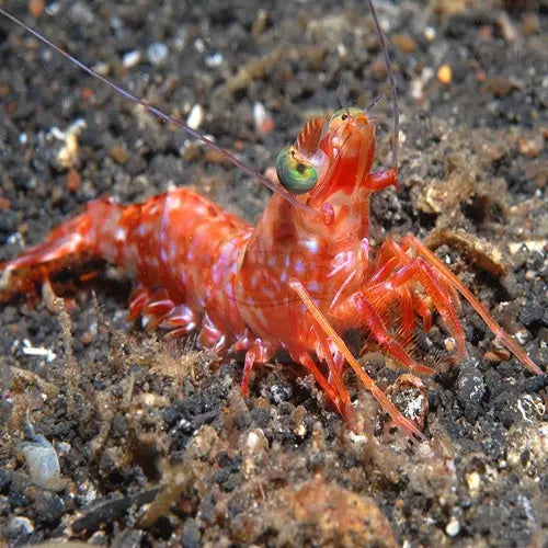 Big Eye Shrimp (Metapenaeopsis lamellata) - Marine World Aquatics