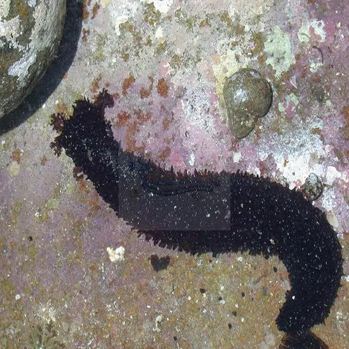 Black Cucumber (Holothuria lencospilota) - Marine World Aquatics