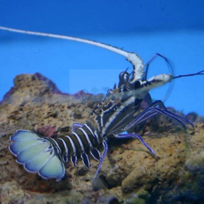 Blue Lobster Panulirius versicolor - Marine World Aquatics