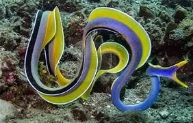 Blue Ribbon Eel (Rhinomuraena quaesita) - Marine World Aquatics
