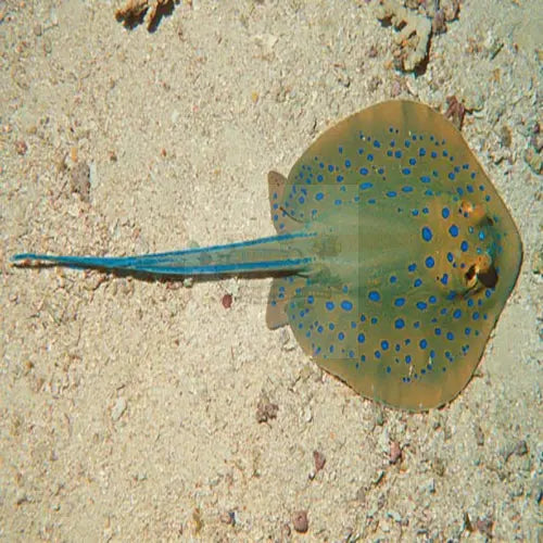 Blue Spotted Stingray (Taeniura lymna) - Marine World Aquatics