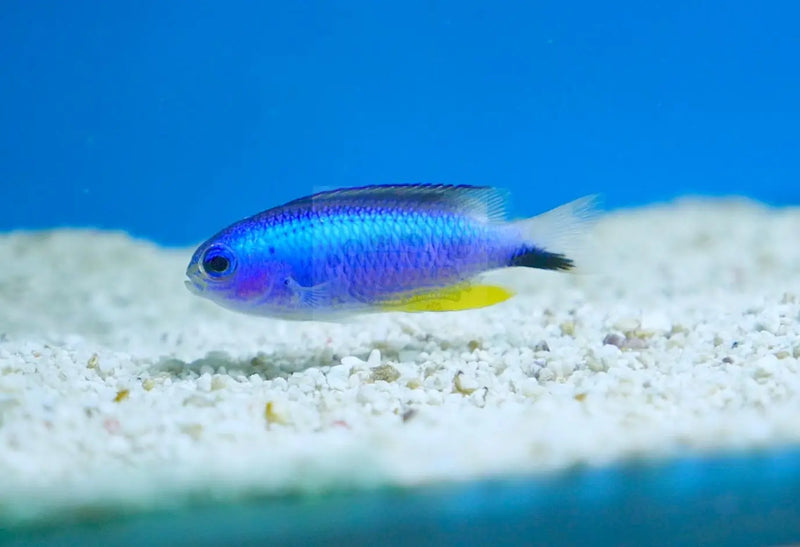 Blue Star Damsel (Pomacentrus alleni) - Marine World Aquatics