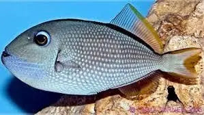 Blue Throat Trigger Female (Xanthichthys auromarginatus) - Marine World Aquatics