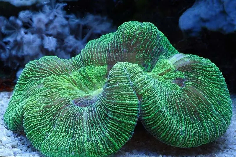 Brain Coral Sea (Trachyphyllia spp) - Marine World Aquatics