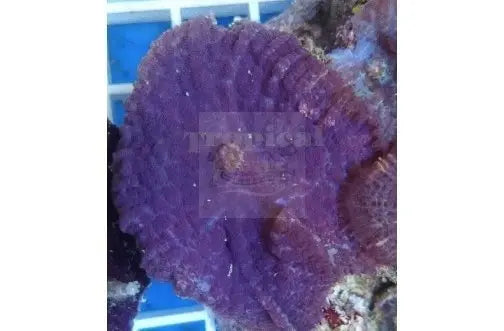 Bullseye Purple (Rhodactis spp) Per Polyp - Marine World Aquatics