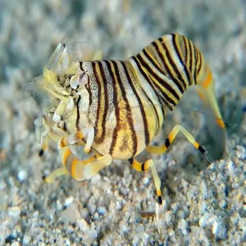 Bumble Bee Shrimp (Gnathaphyllum americanum) - Marine World Aquatics