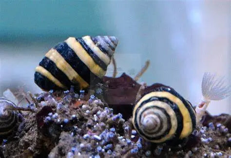 Bumble Bee Snail (Engina sp.) - Marine World Aquatics