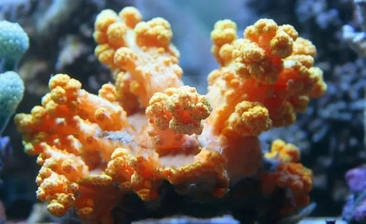Bush Coral Orange (Scleronephthya spp) - Marine World Aquatics