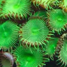 Button Polyp - Giant Green (Protopalythoa spp) - Marine World Aquatics