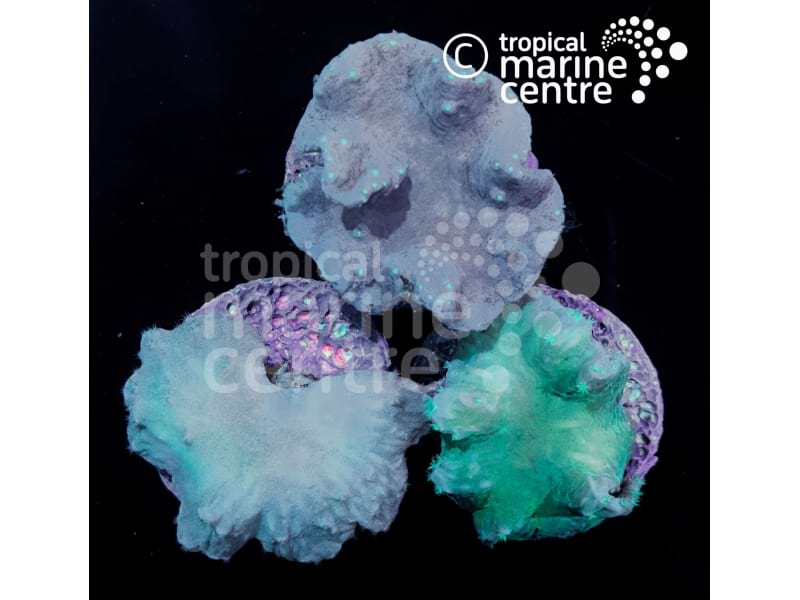 x1 Small Cabbage Coral Frag (TMC)