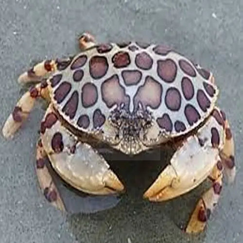 Calico Crab (Calappa spp.) - Marine World Aquatics