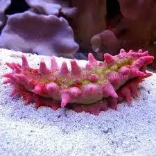 Candy Cucumber (Colochirus crassus) - Marine World Aquatics