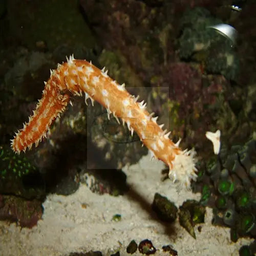 Caramel Cucumber (Holothuria hilla) - Marine World Aquatics