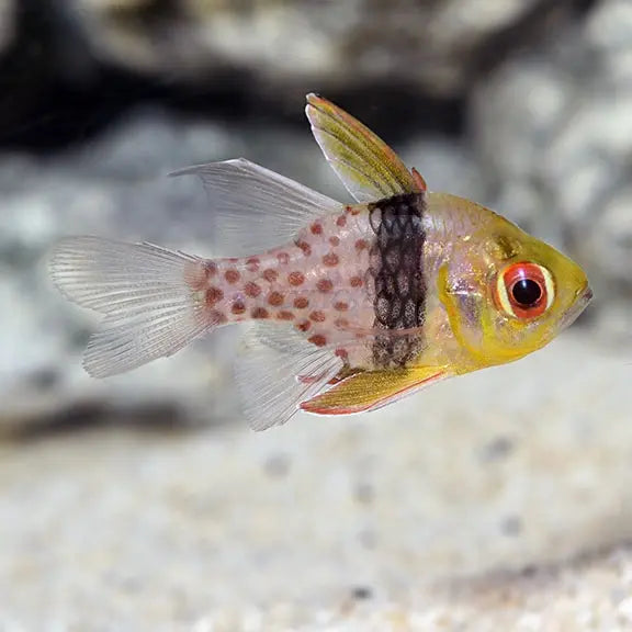 Cardinal - Spotted (Sphaeramia nematoptera) - Marine World Aquatics