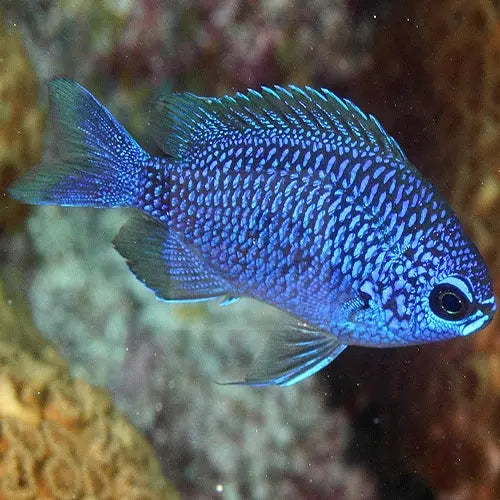 Caribbean Lilac Chromis (Chromis scotti) - Marine World Aquatics