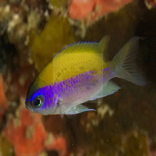 Caribbean Sunset Chromis (Chromis insolata) - Marine World Aquatics