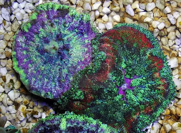 Carpet Anemone - Mini Maxi (Stichodactyla tapetum) - Marine World Aquatics