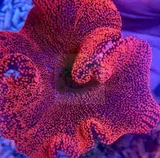 Carpet Anemone - RED (Stichodaqctyla haddoni) - Marine World Aquatics