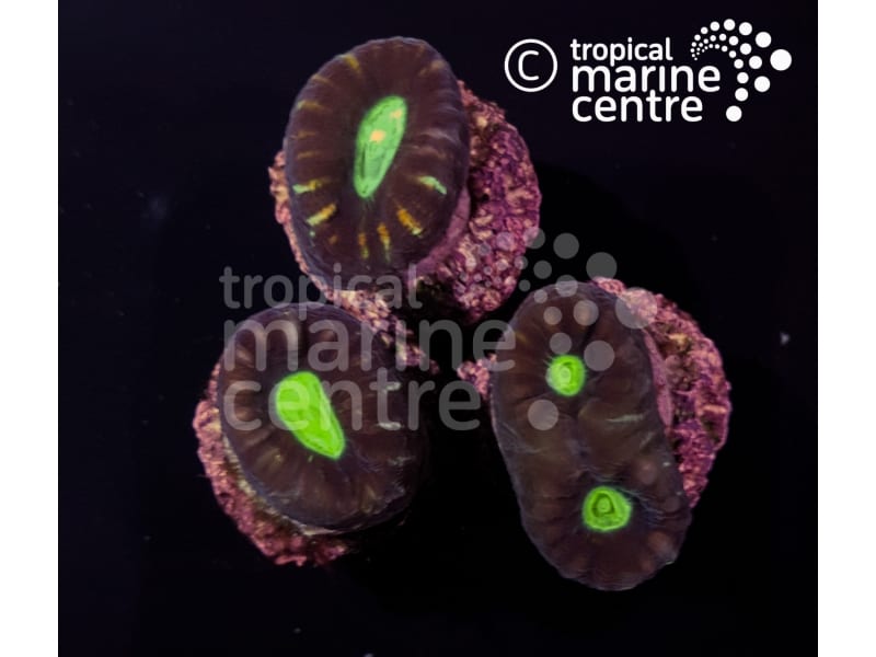 Small Caulastraea Spp. Coral Frag - Unique Beauty and Vibrant Colours for Marine Aquariums