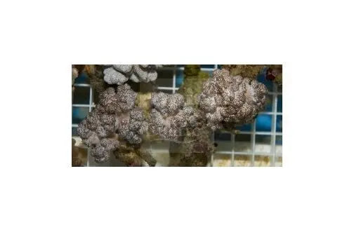 Cauliflower Coral (Cladiella spp) - Marine World Aquatics