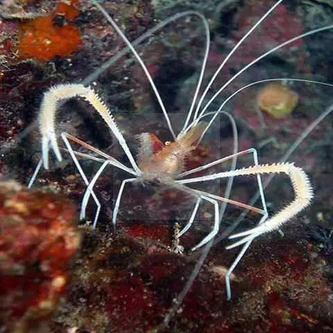 Cave Shrimp (Stenopus pyrsonotus) - Marine World Aquatics