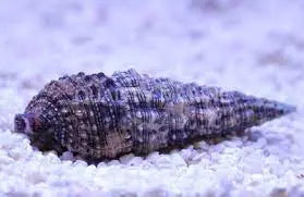 Cerith Snail (Cerithium spp.) - Marine World Aquatics