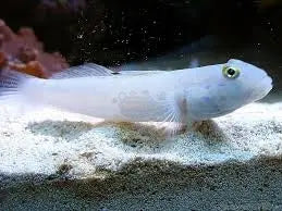 Chalk Goby  (Valenciennea sexguttata) - Marine World Aquatics