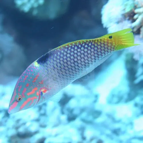 Checkerboard Wrasse (Halichoeres hortulanus) - Marine World Aquatics