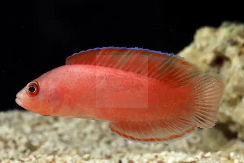 Cherry Pygmy Basslet (Cypho purpurascens) - Marine World Aquatics