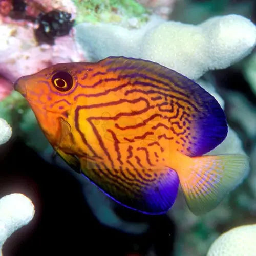 Chevron Tang (Ctenochaetus hawaiiensis) - Marine World Aquatics