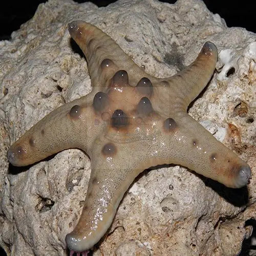 Choc Chip Starfish (Protoreaster nodosus) - Marine World Aquatics