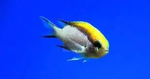 Chromis - Barrier Reef  (Chromis nitida) - Marine World Aquatics