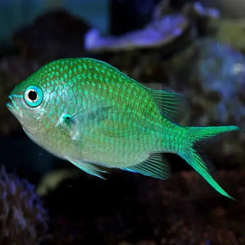 Chromis - Green (Chromis viridis) - Marine World Aquatics