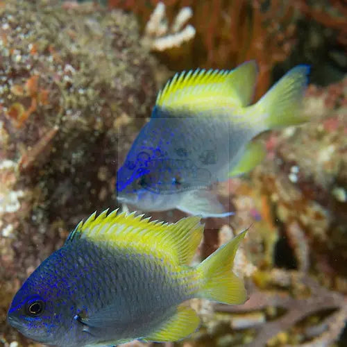 Chromis - Limbaugh's (Chromis limbaughi) - Marine World Aquatics